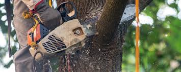 Oxford, KS Tree Services Company