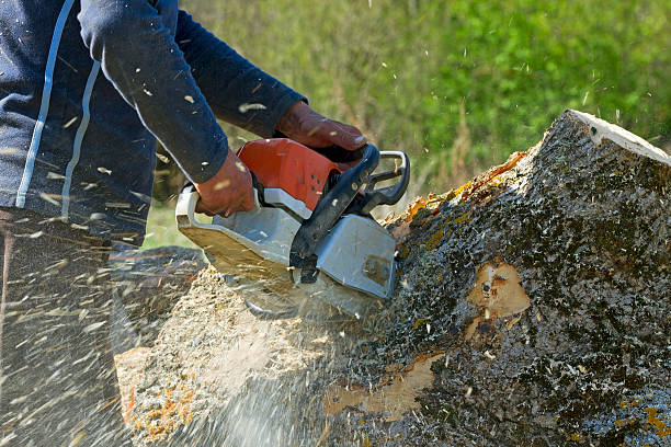 How Our Tree Care Process Works  in  Oxford, KS